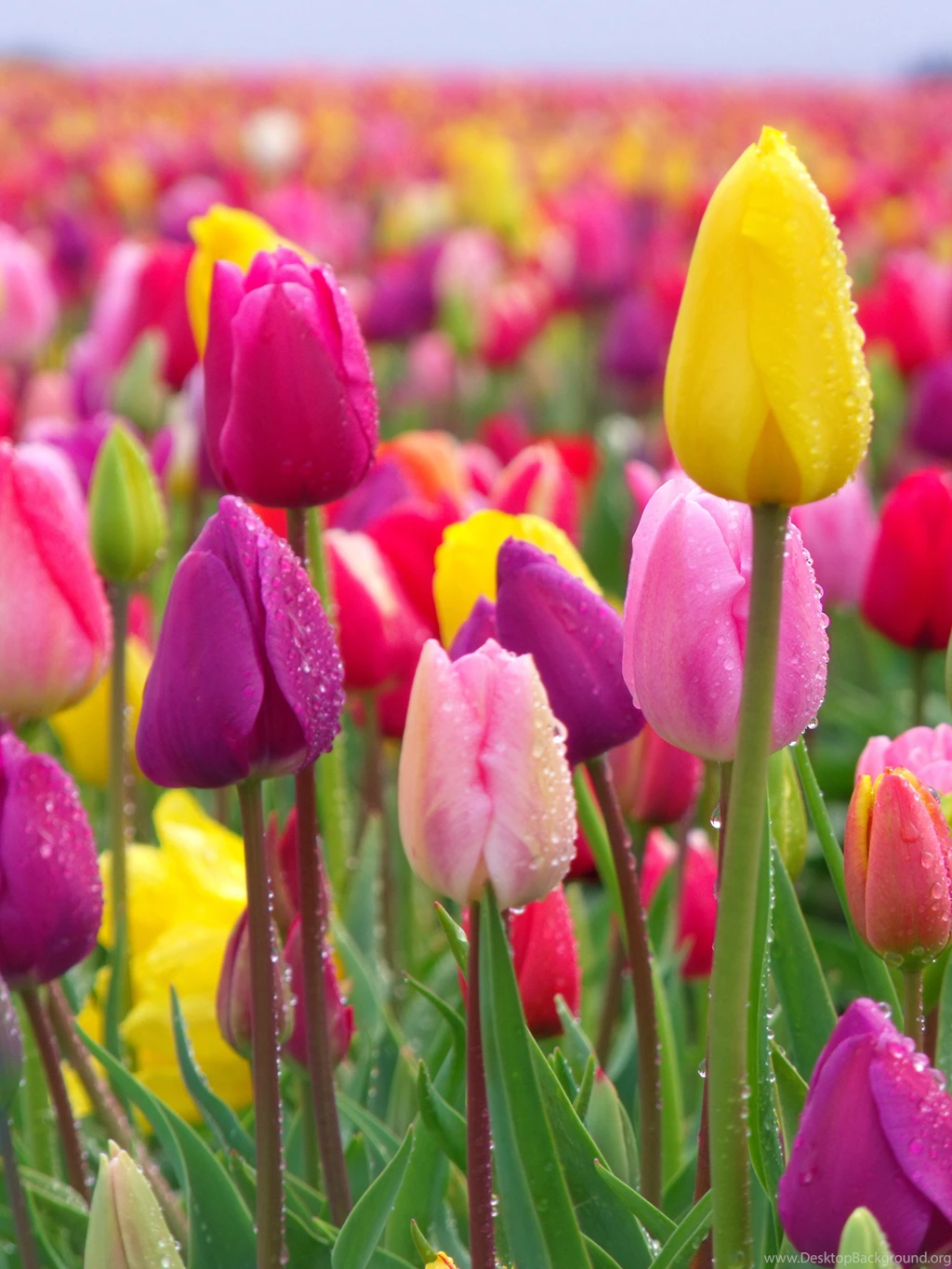 Hd Tulip Backgrounds 1413 HDWPro