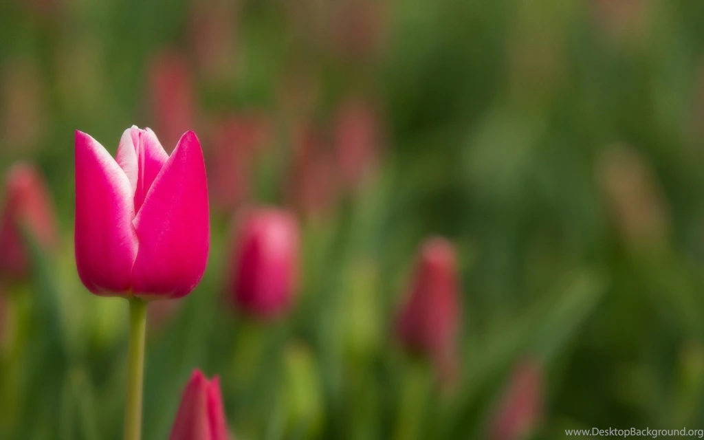 Pink Tulip Flowers Images And Wallpapers Download