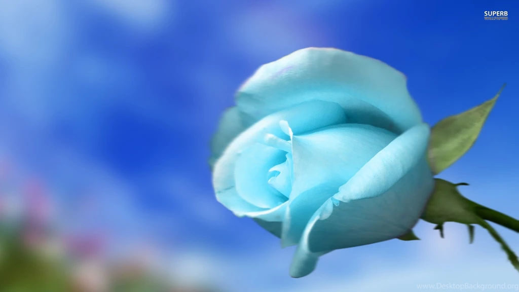 Sky Wallpapers Sky Blue Rose Wallpapers