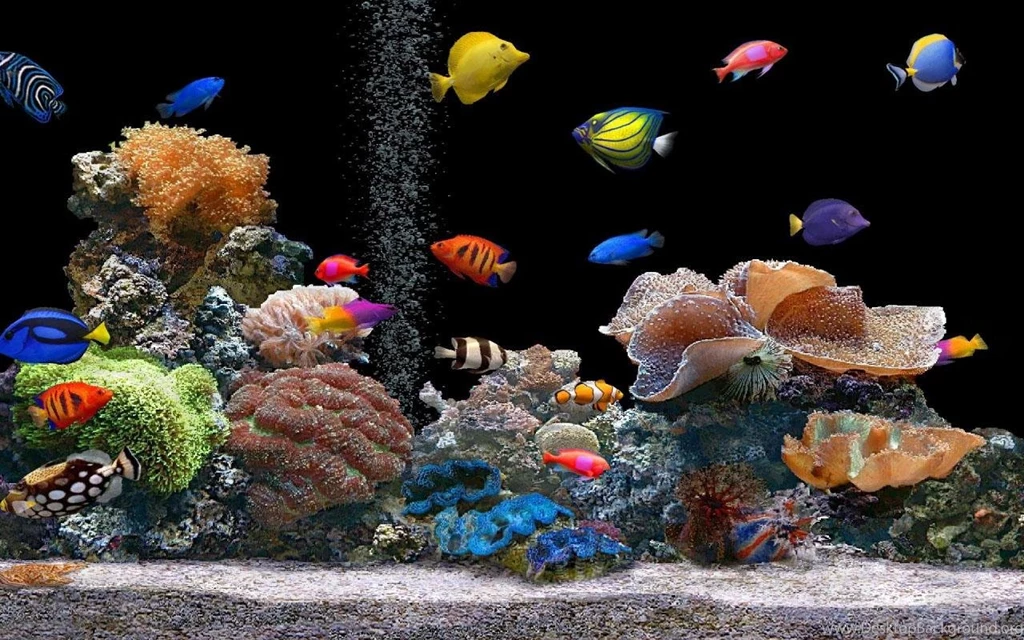 Under Water Live Wallpapers Android Apps On Google Play