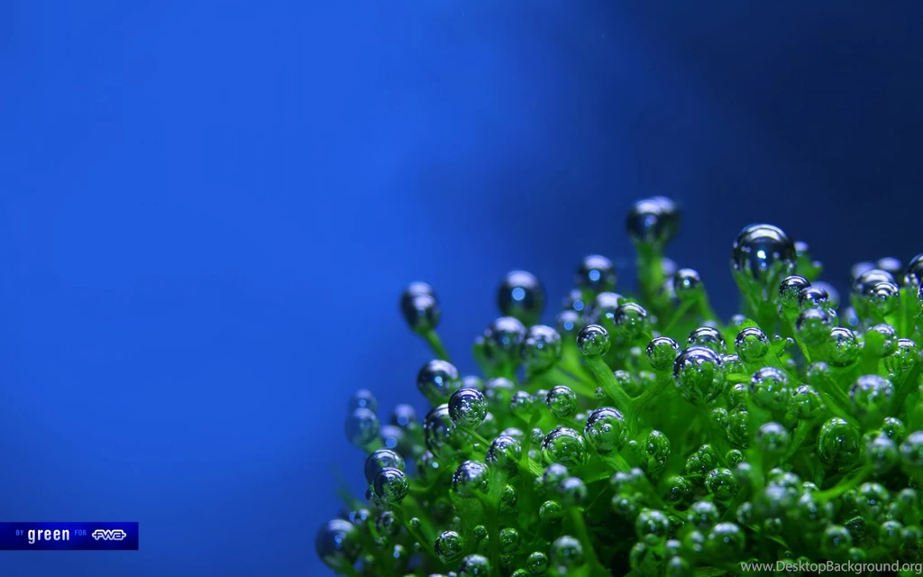 Free HQ Bubblez Wallpapers 6966 1680x1050 Wallpapers Free HQ ...
