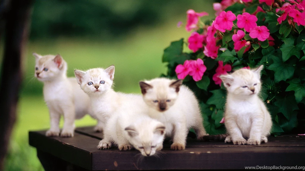Cute HD Images HD Wallpaper Backgrounds Of Your Choice
