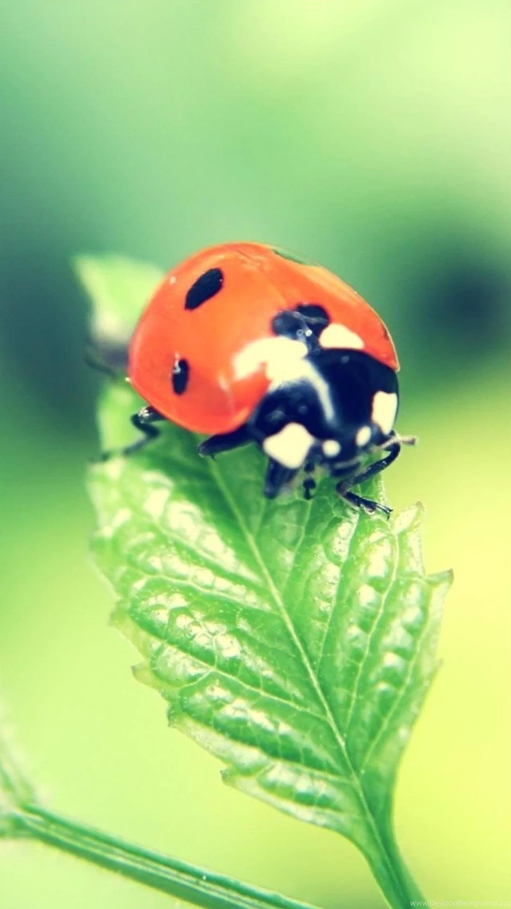 Animal Galaxy S4 Wallpapers Hd