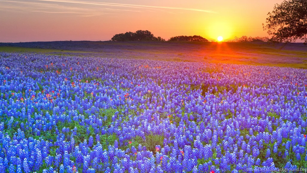 Texas Bluebonnets, Texas Hill Country, Texas Computer Wallpapers ...