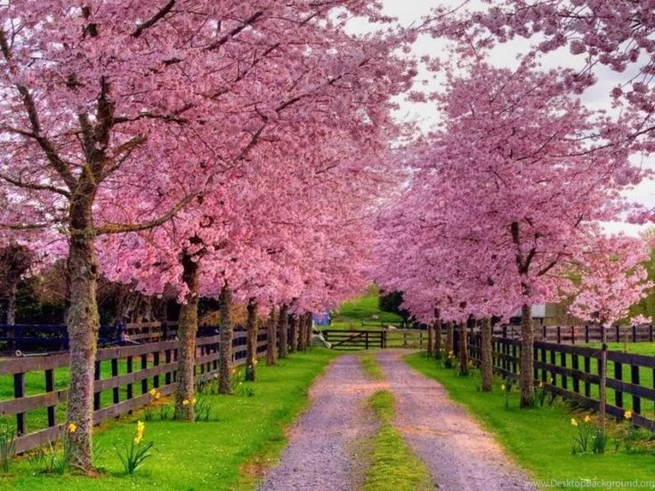 Spring Screensavers For Desktop