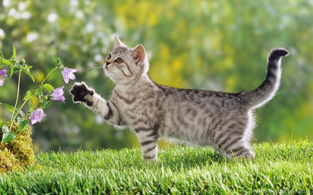 Download Desktop Wallpapers Kitten On The Nature