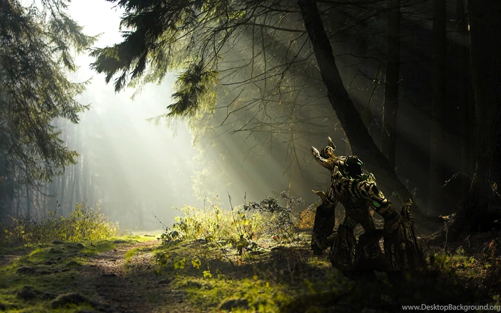 Forest Wallpapers Hd 19201200 For Desktop