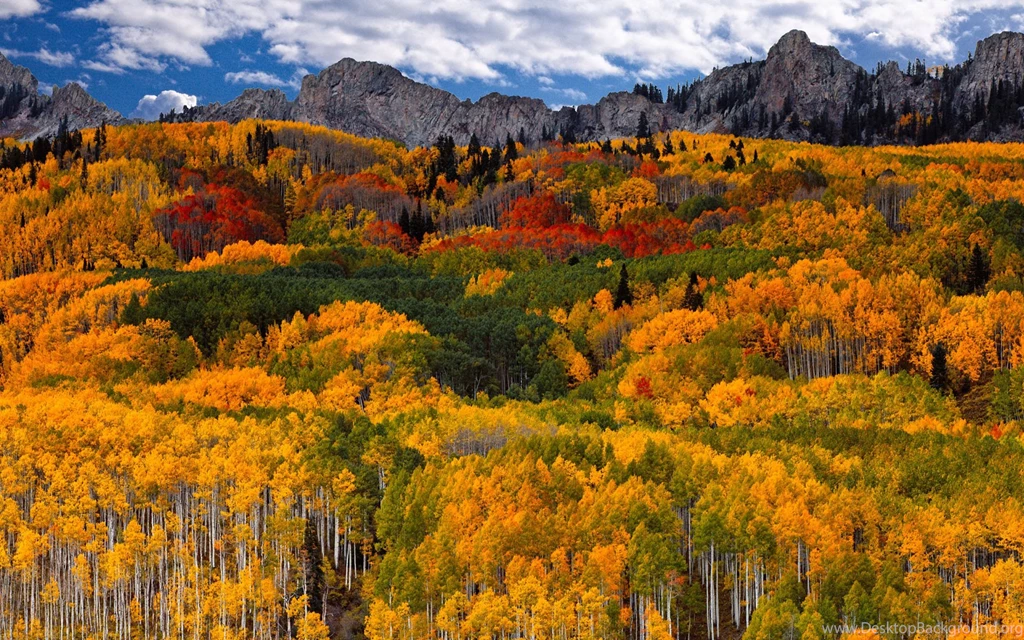 Colorful Forest Nature Wallpapers : HD Wallpaper, Backgrounds Wallpapers