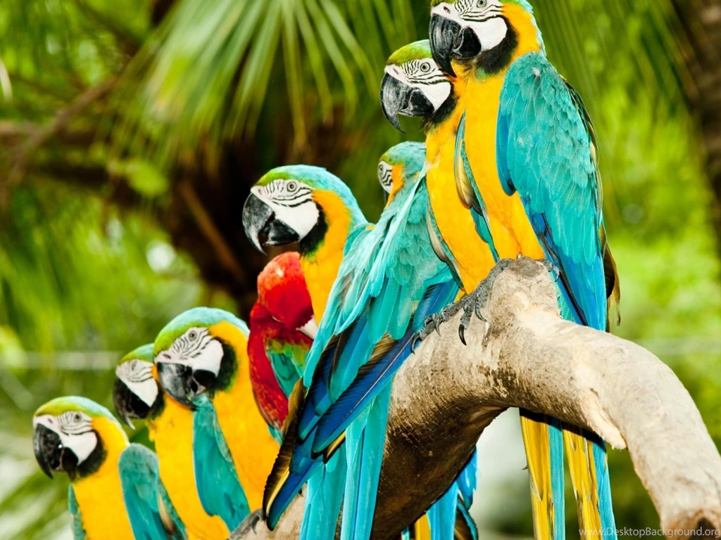 Wallpapers Colourful Parrots Animal Bird Birds Color Colorful ...
