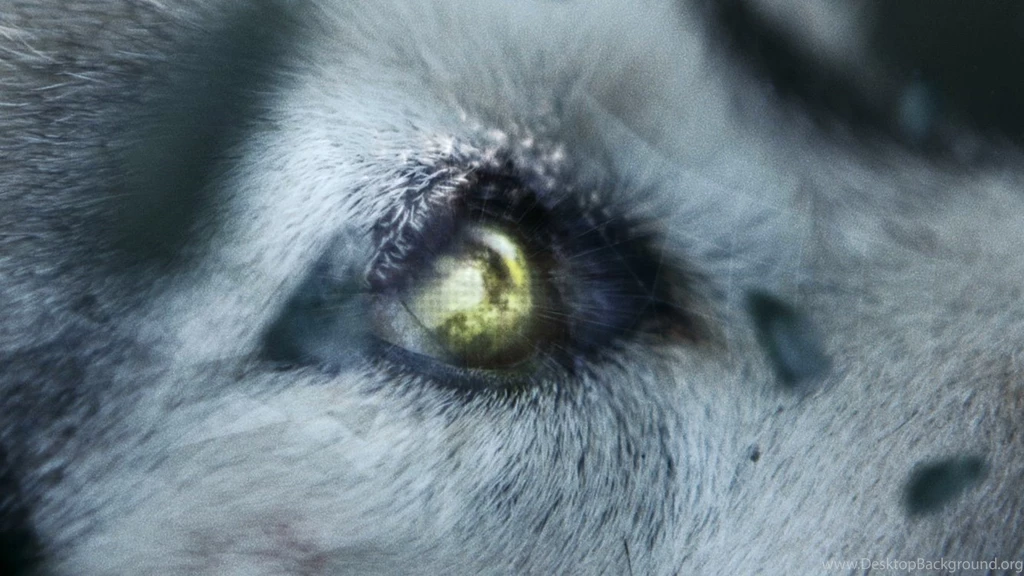 She Wolf Pictures   HD Wallpapers Pretty