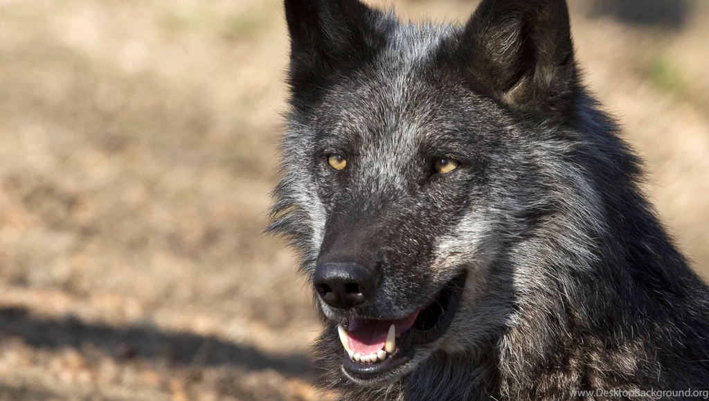 Desktop backgrounds / Downloads   Wolf Science Center