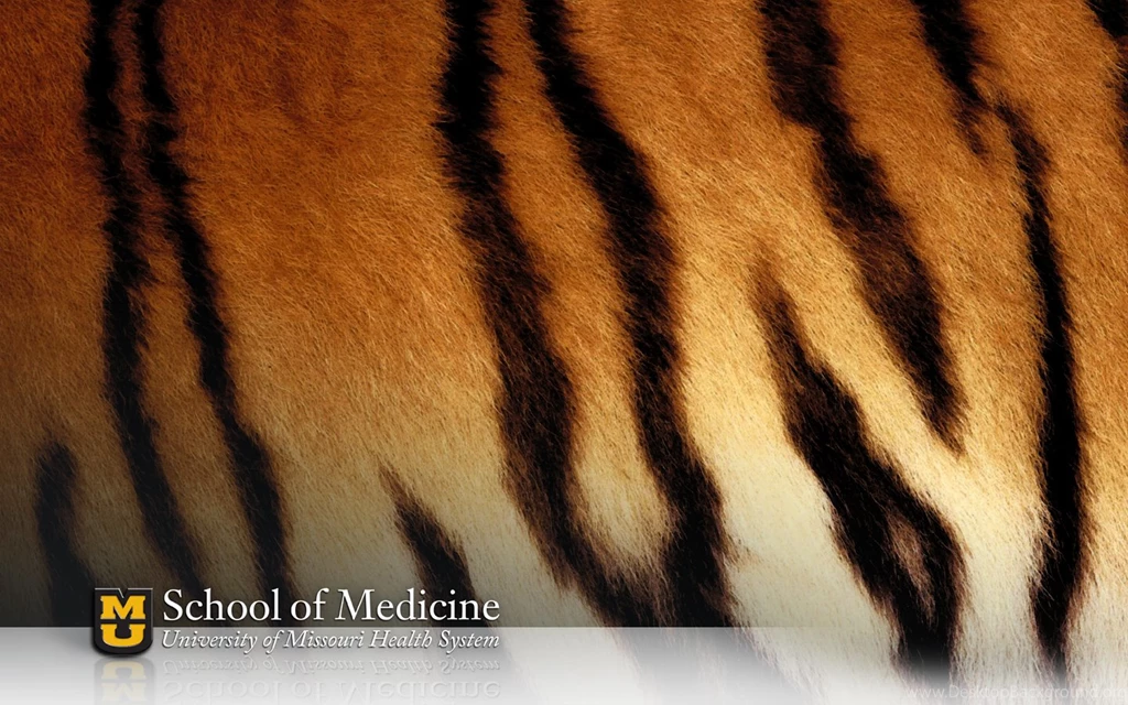 University Of Missouri School Of Medicine Multimedia Image ...