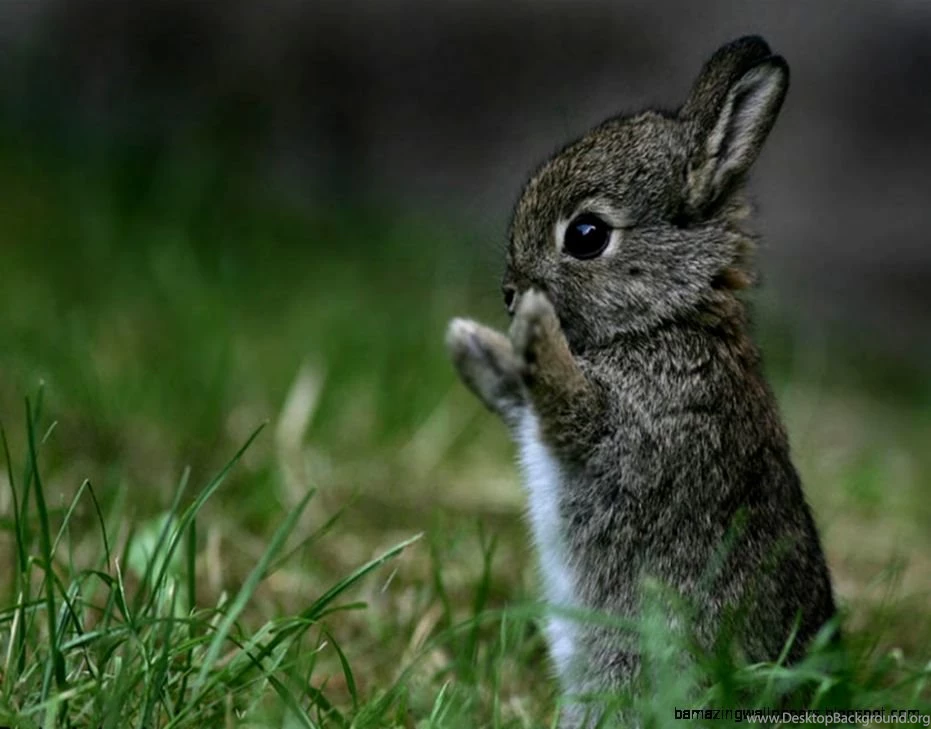 Baby Bunnies Wallpapers