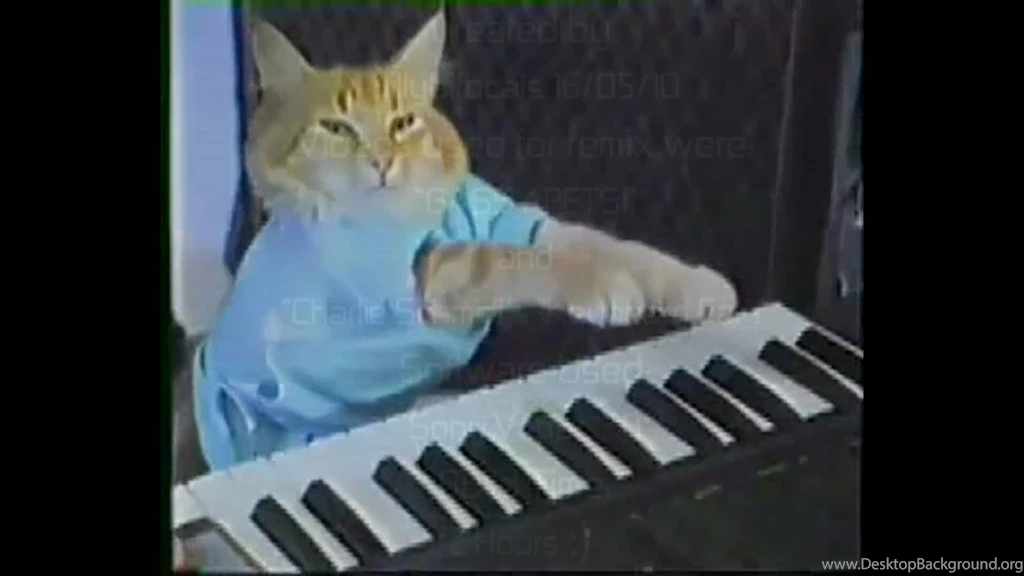 The "Keyboard Cat" Plays Off Another Cat Failing A Gate Jump ...