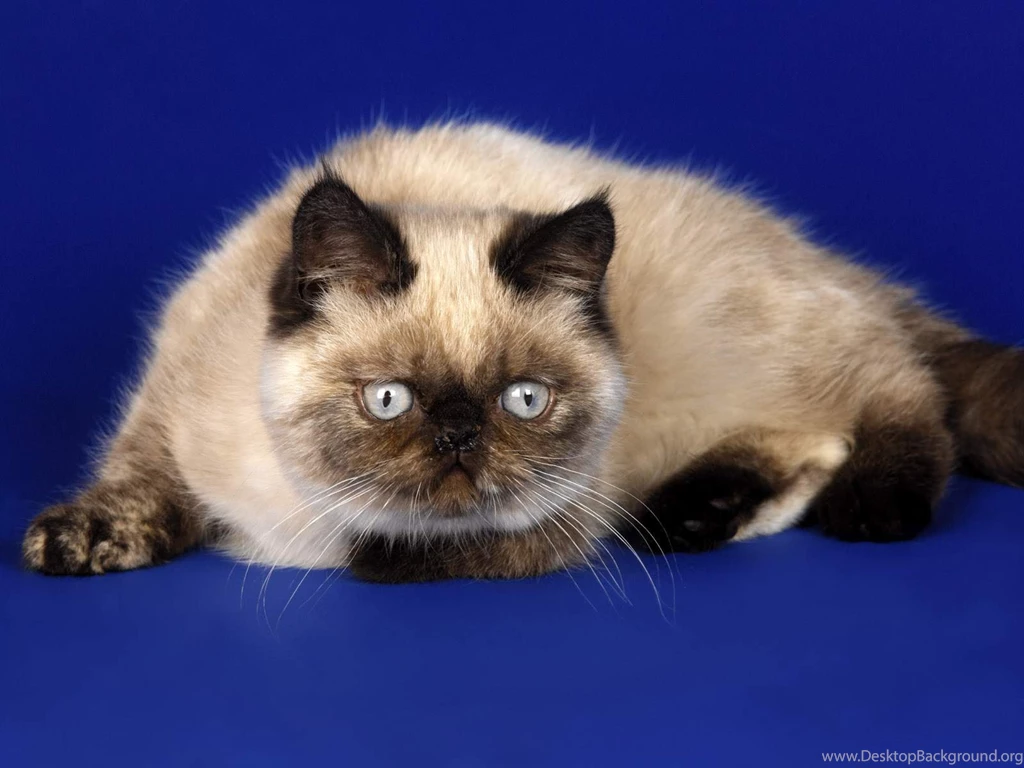 Keyboard Cat Wallpapers