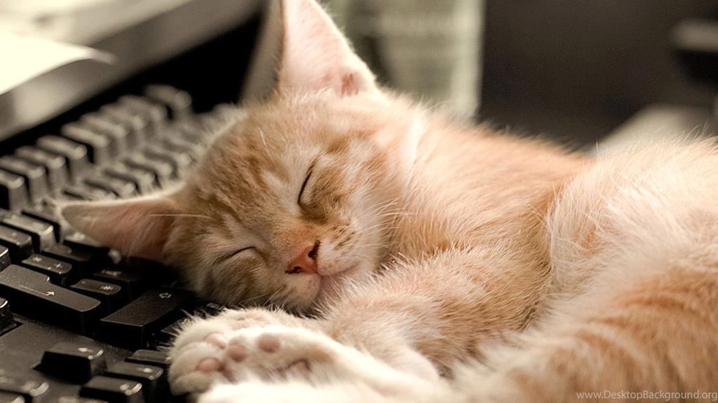 Cat, Keyboard, Hd Cat Wallpapers, Kittens, Puffy Cats, Widescreen ...