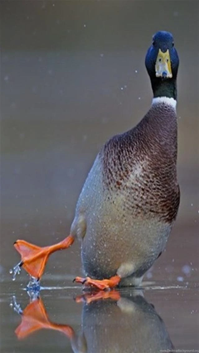 Duck Wipeout Animal iPhone Wallpapers, iPhone 5(s)/4(s)/3G Wallpapers