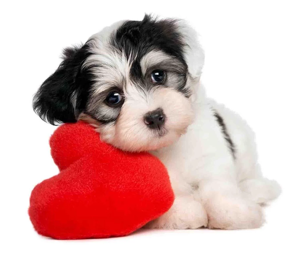 Cute Animals Wallpapers Android Apps On Google Play