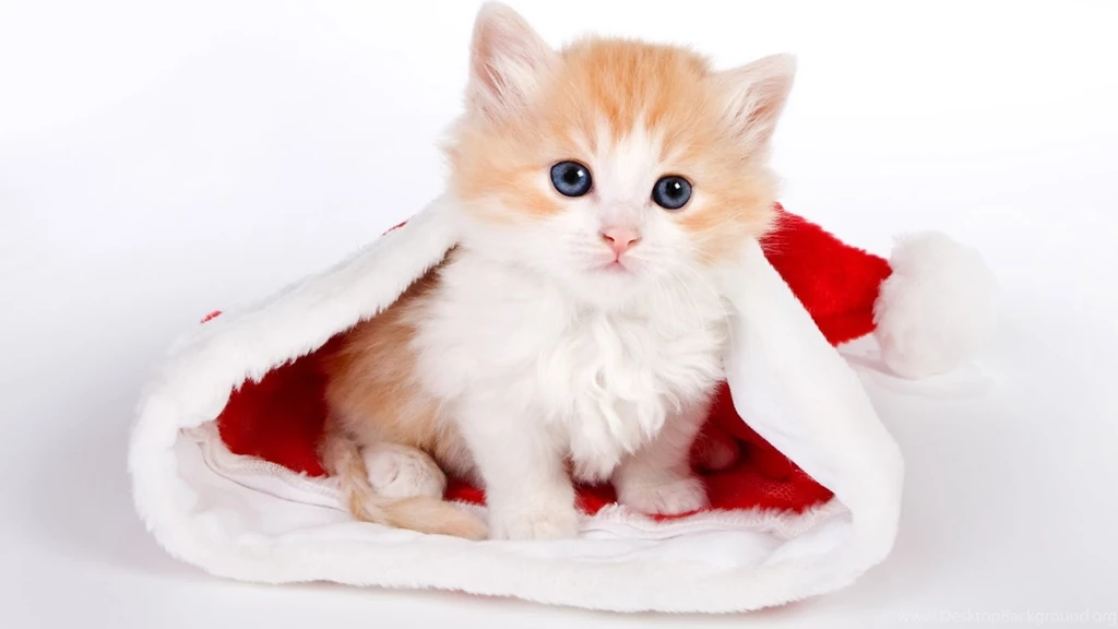 The Gallery For > Cutest Kitten In The World Wallpapers