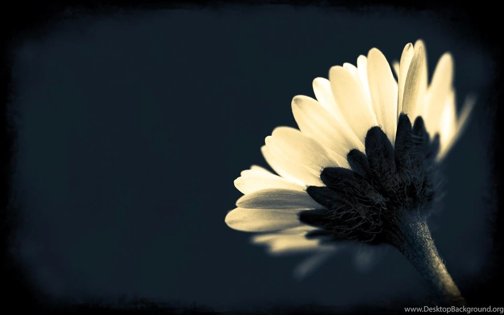 Wallpaper Backgrounds For Desktop Black And White Flowers