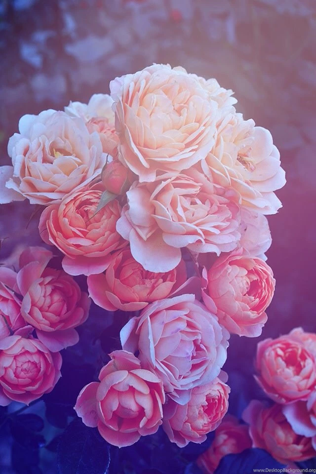 Beautiful Pink Roses iPhone Wallpapers / IPod Wallpapers HD Free ...