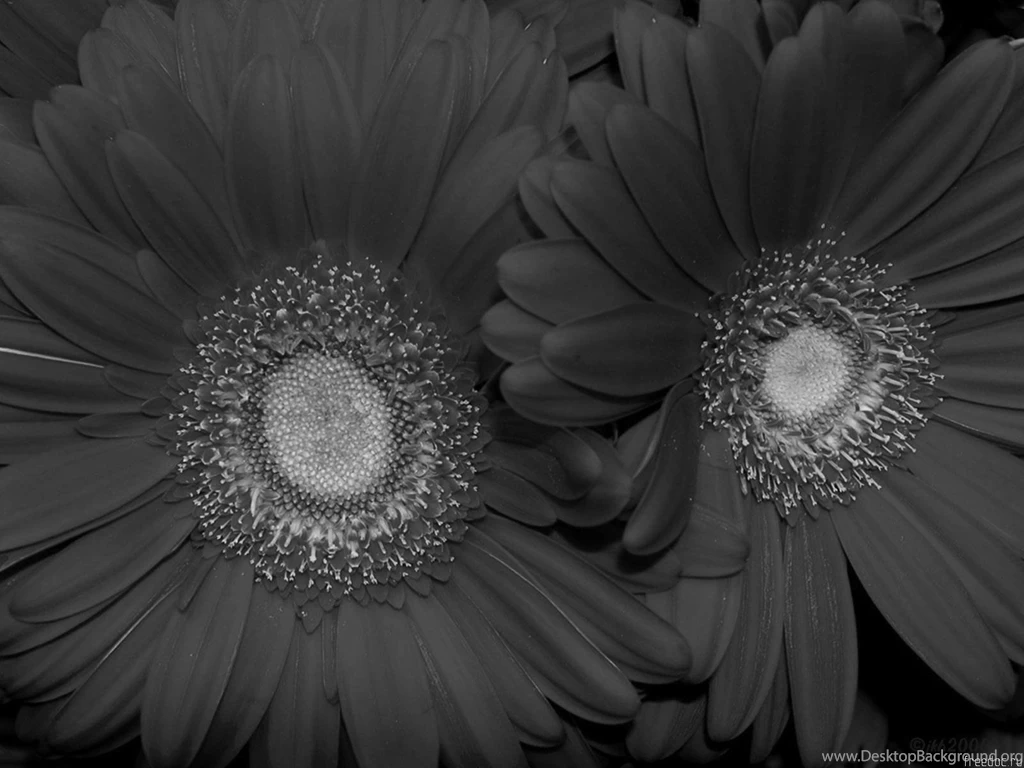Flowers Black And White Red Sunflower Wallpaper. Black And White ...