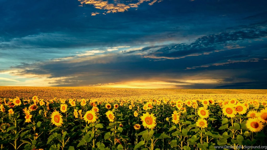 Sunflower Wallpapers Full HD Uncalke.com