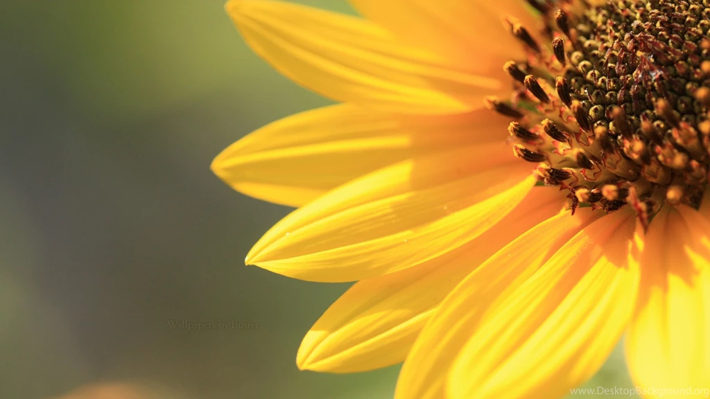 Sunflower Wallpapers HD Resolution Uncalke.com