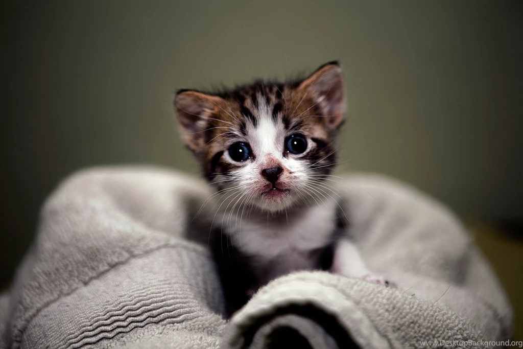 Kitten Wallpapers Image 15945 HD Wallpapers Site