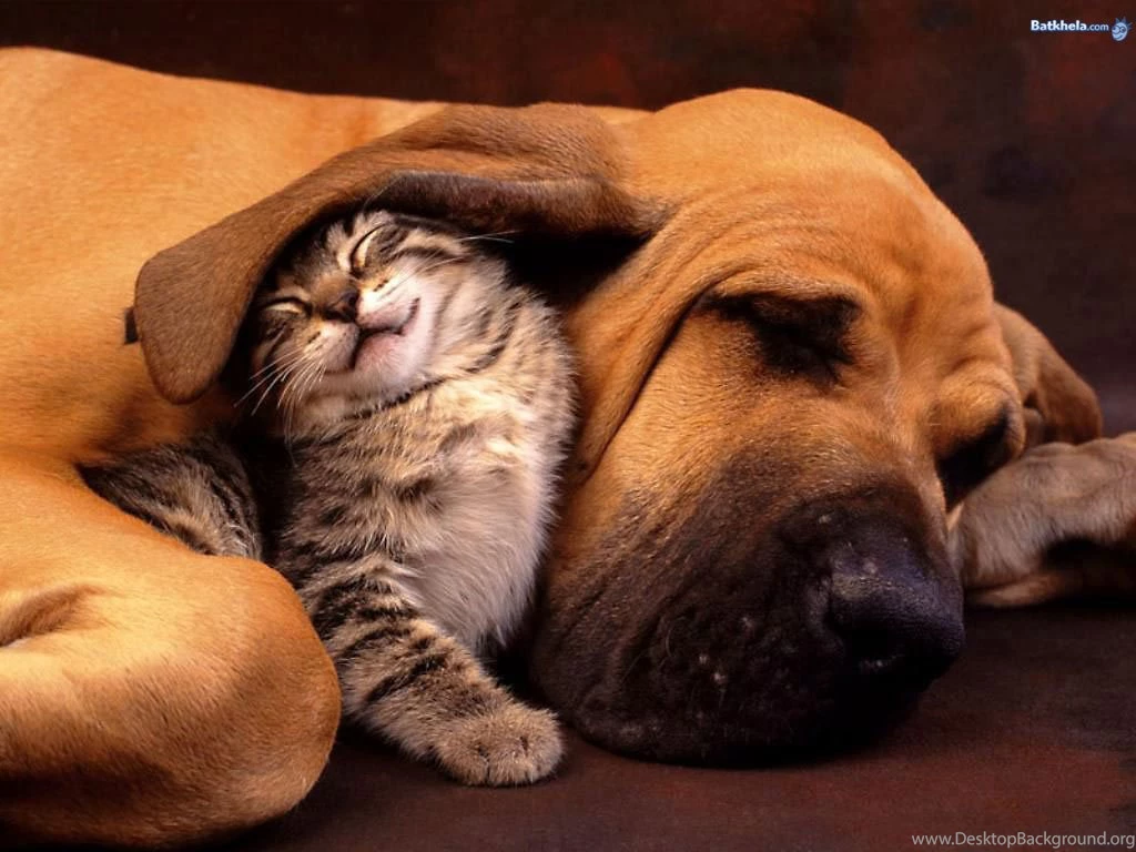 Cat Cat And Dog Sleep Friendship Wallpapers Free Download Hd ...
