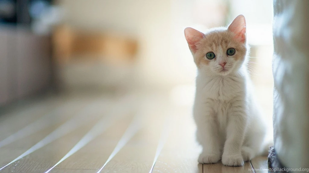 Kitten Wallpapers Mobile