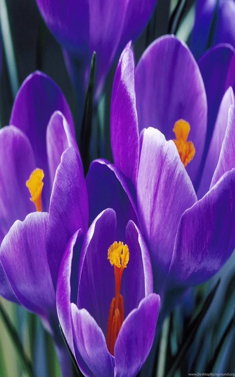 Free Screensavers For Android Phone