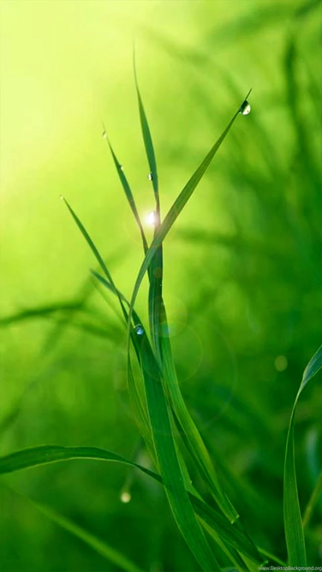 Green Mobile Phone Wallpapers