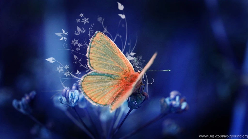 Butterfly