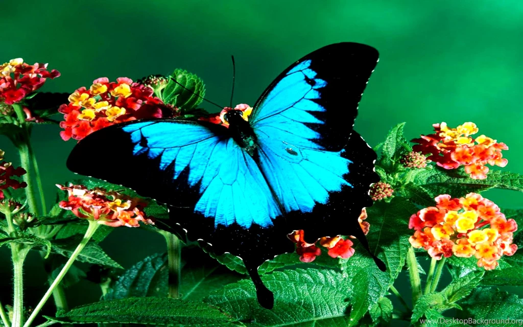 Butterfly Butterfly Images For Facebook – Fine HD Wallpapaper RR