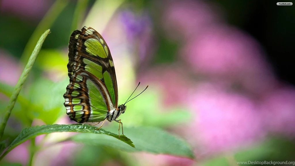 Flower Butterfly Wallpapers
