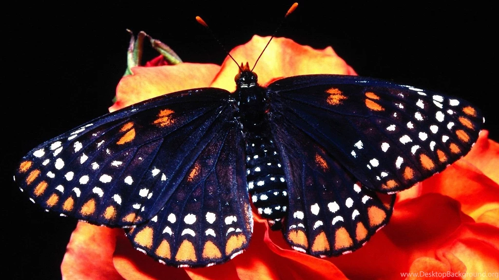 Butterfly Wallpapers Desktop Backgrounds Free Hd Wallpapers