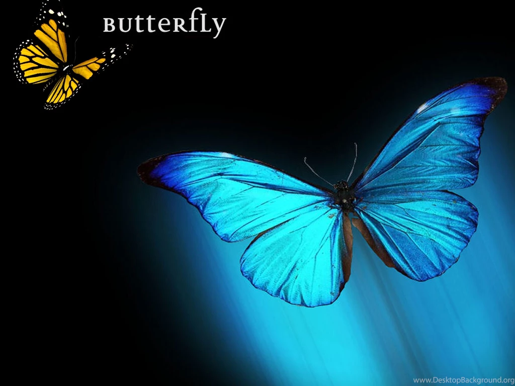 Desktop Butterfly Computer Wallpapers Download