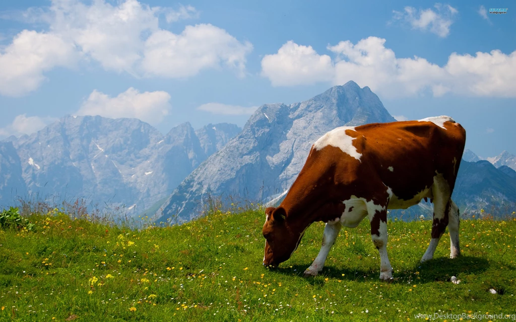 Cow HD Wallpapers   Download Full HD Animals Wallpapers & Images ...