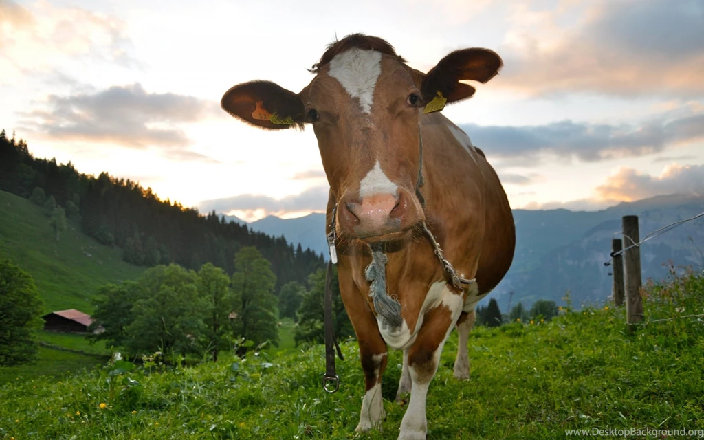 1920x1200 Cow Desktop PC And Mac Wallpapers