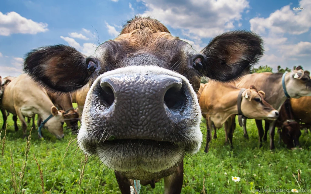 Cow Close up Wallpapers   Animal Wallpapers