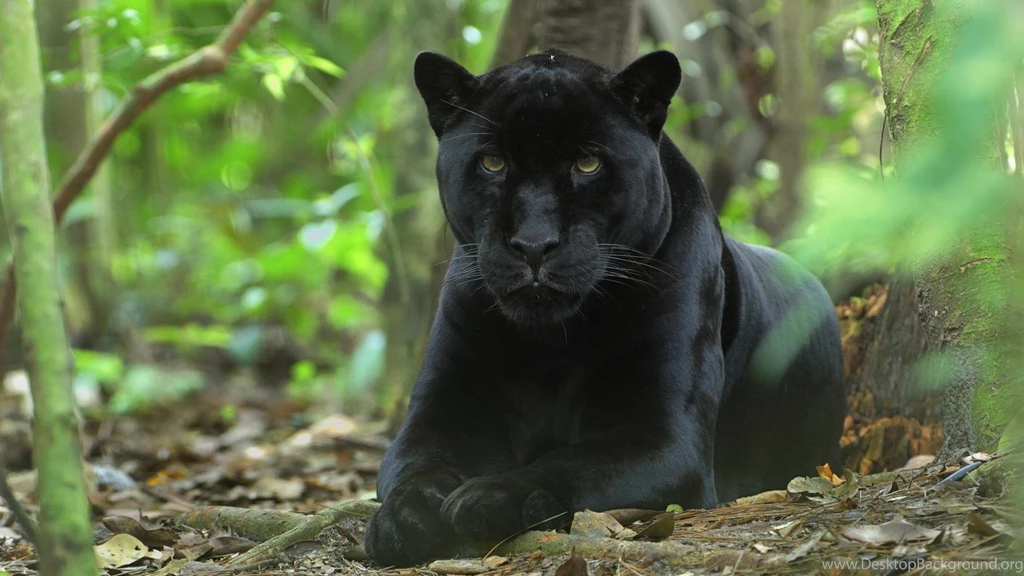 Panthers Belize Wallpapers