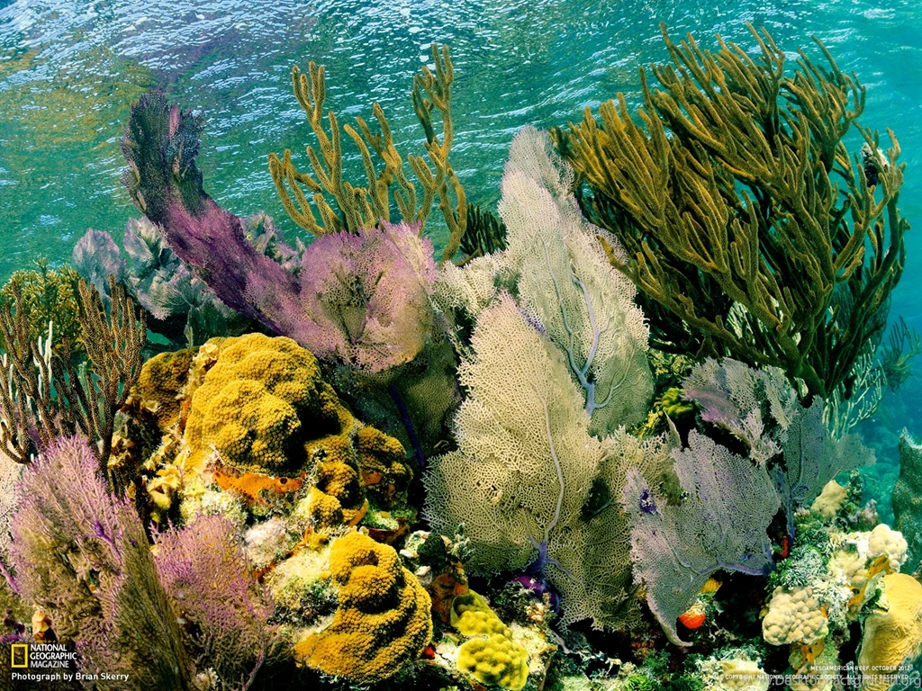Lighthouse Reef Picture Underwater Wallpapers National ...