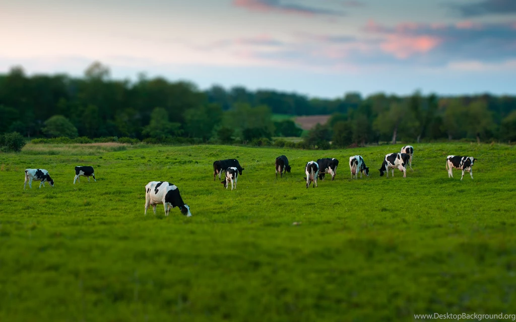 Cow Desktop Backgrounds Wallpapers 11284   Amazing Wallpaperz