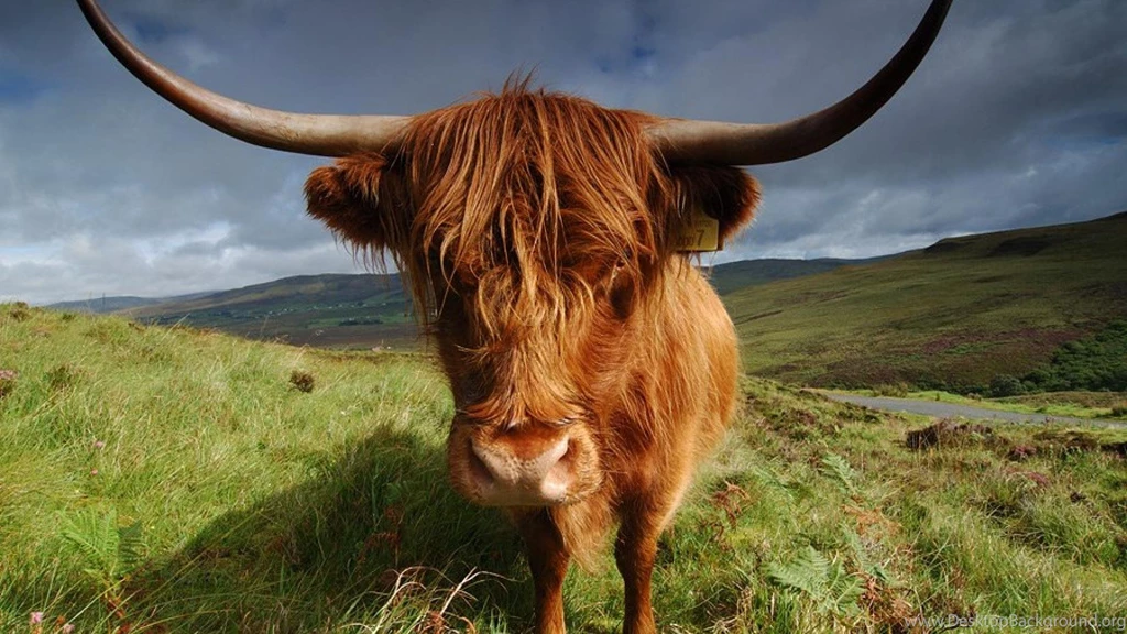 Cow Highland Animals Nature Hd Wallpapers   (
