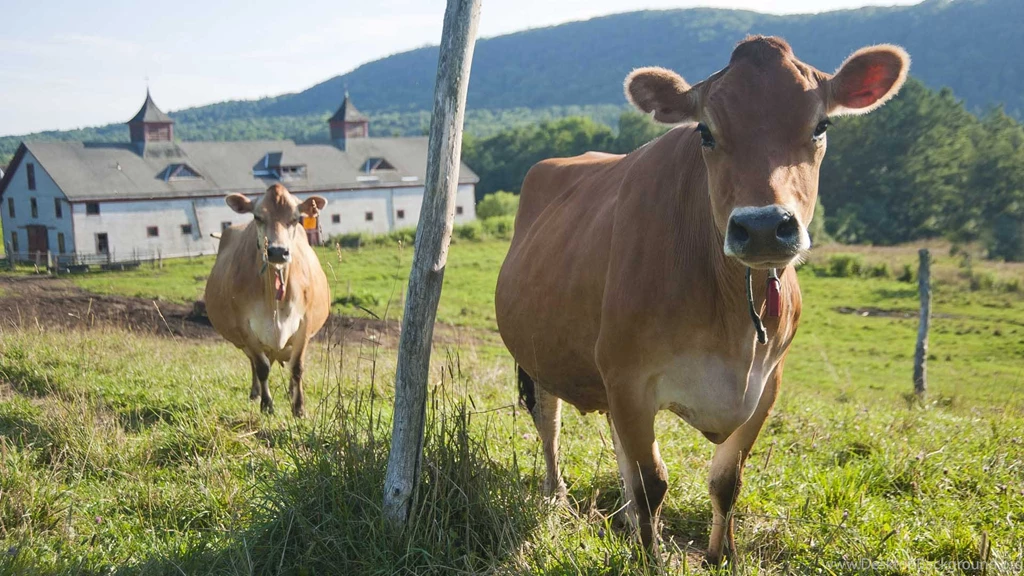 Jersey Cow Cute Wallpapers – DailyBackgrounds.com – Daily ...