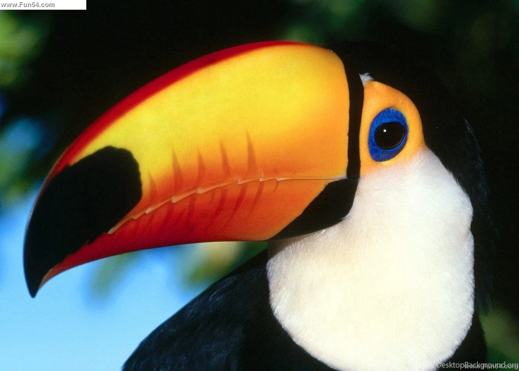The National Bird Of Belize Wallpapers