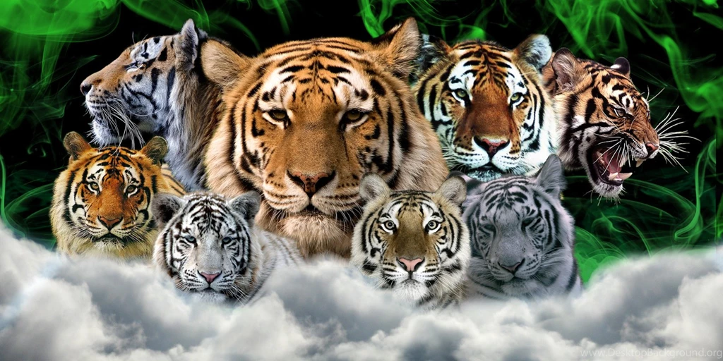 Tiger wallpaper desktop family photo