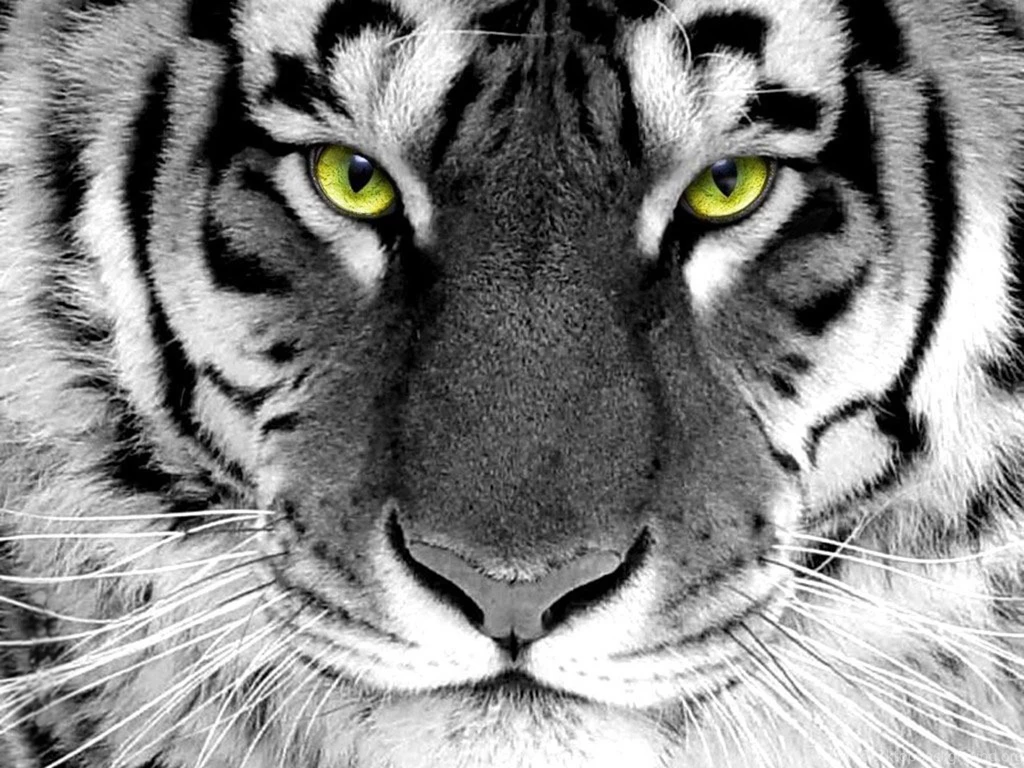 Tiger Wallpapers For Desktop Hd