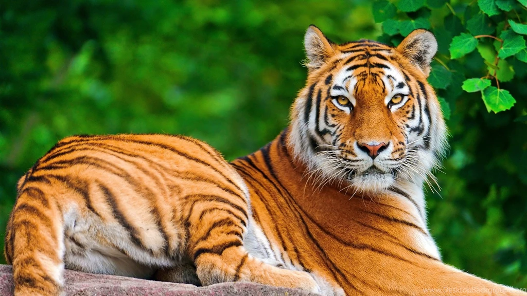 Tiger Wallpapers For Desktop